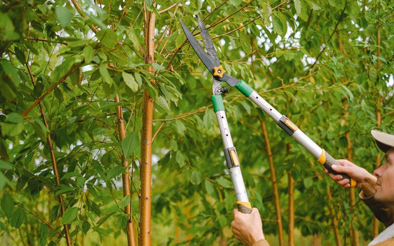 Tree trimming in Poughkeepsie, AR