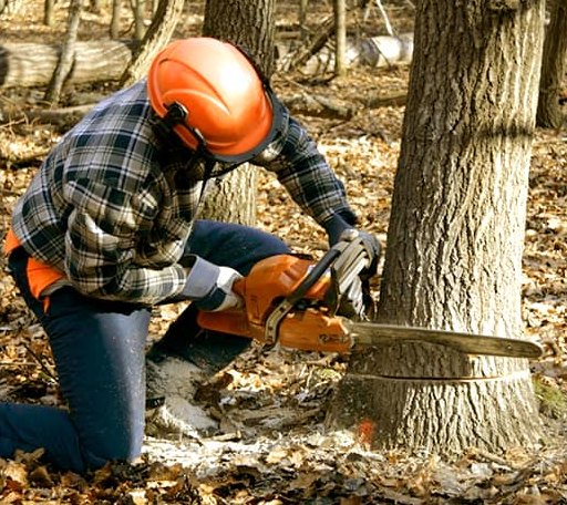 Tree Removal in Poughkeepsie, AR